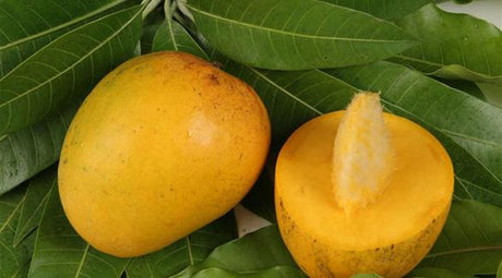 Soft Egyptian Mango Fons from Elsouk perfect for tropical snacking