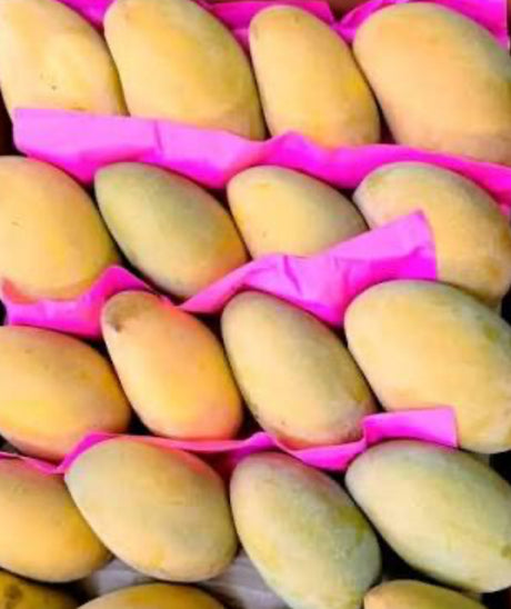 Juicy Egyptian Mango Sedr Alymama Elsouk tropical fruit from Canada
