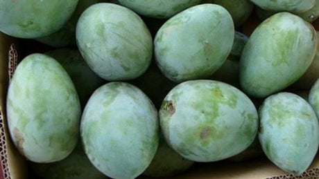 Fresh Zebdya mangoes by Elsouk offering fibrous texture and rich mango flavor