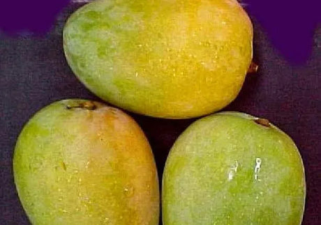 Fresh Taymour mangoes by Elsouk ideal for juices and summer desserts