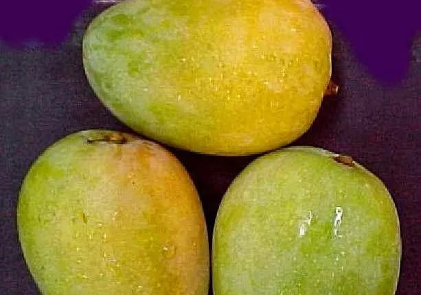 Fresh Taymour mangoes by Elsouk ideal for juices and summer desserts
